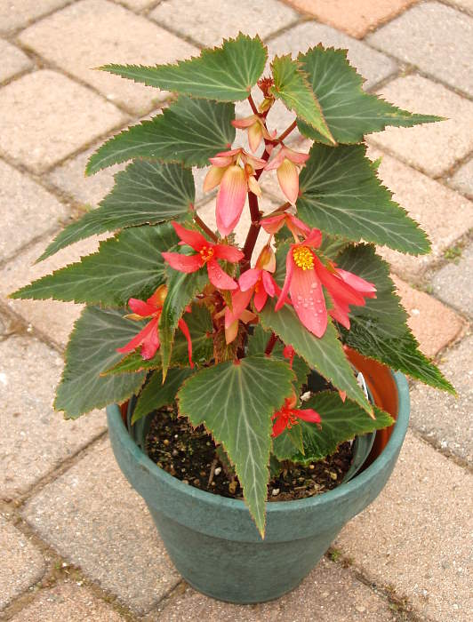 B. ‘Cracker Jacks’
